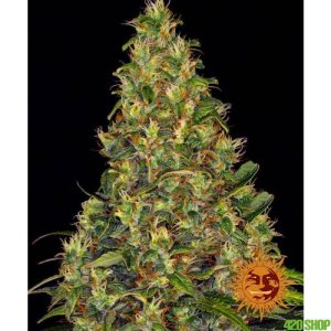 amnesia_haze_auto_barneys_farm_2__jpg