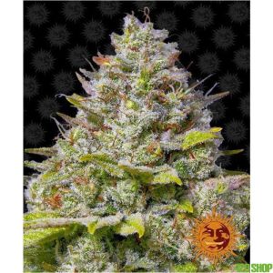 blue_gelato_41_barneys_farm_jpg